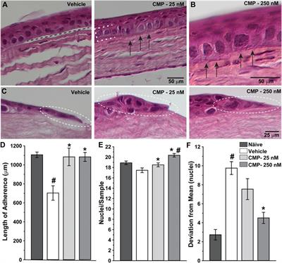 Frontiers Collagen Mimetic Peptides Promote Corneal Epithelial Cell